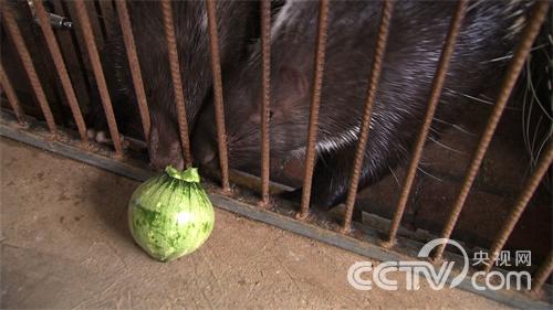 家穷我不怕 豪猪闯天下