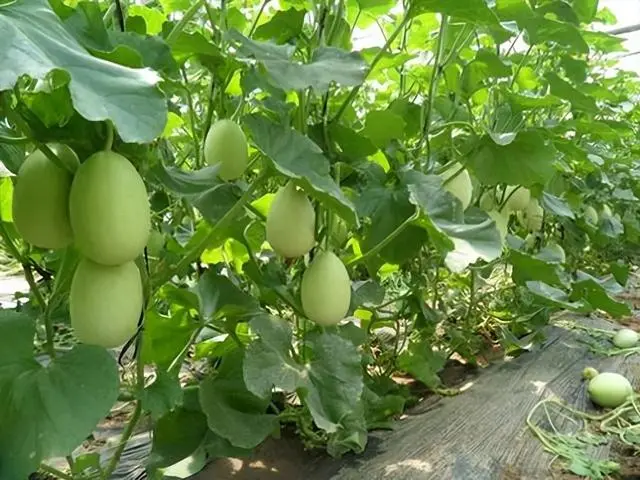 致富种植香瓜方法和技巧_种植香瓜的方法_香瓜种植致富方法