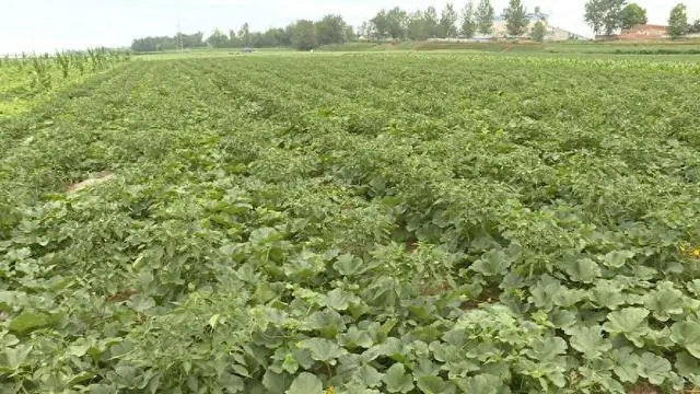 香瓜种植致富方法_种植香瓜的方法_致富种植香瓜方法和技巧