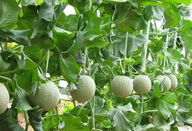 香瓜种植致富方法_种植香瓜的方法_致富种植香瓜方法和技巧