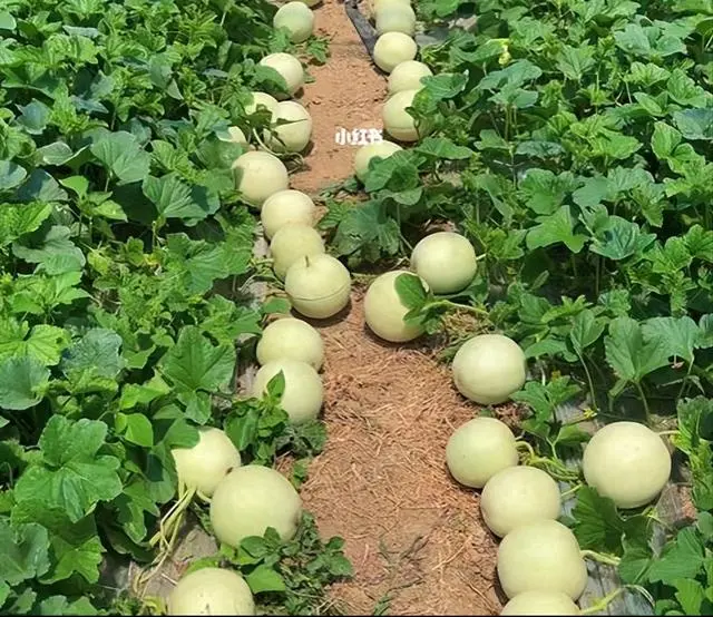 致富种植香瓜方法和技巧_种植香瓜的方法_香瓜种植致富方法