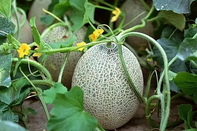 种植香瓜的方法_香瓜种植致富方法_致富种植香瓜方法和技巧