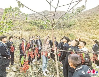 致富种植大丽花视频_种植大丽花致富_致富种植大丽花怎么样