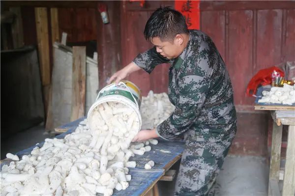 致富种植竹荪怎么样_致富经种植竹荪_致富种植竹荪图片