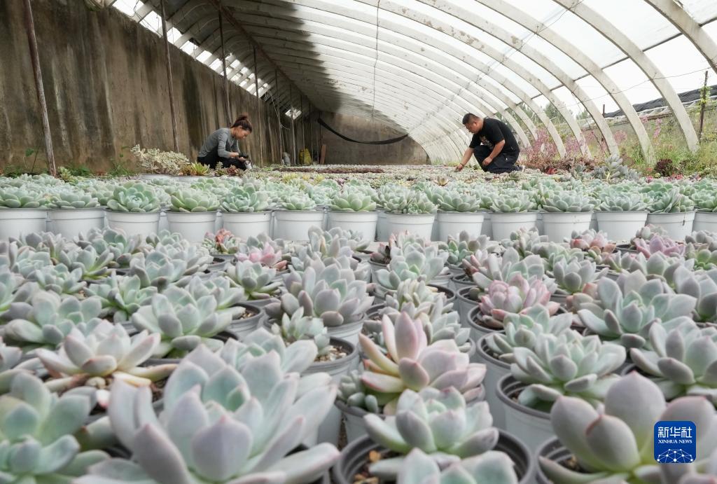 秦皇岛种植作物_秦皇岛主要种植什么_秦皇岛种植致富项目