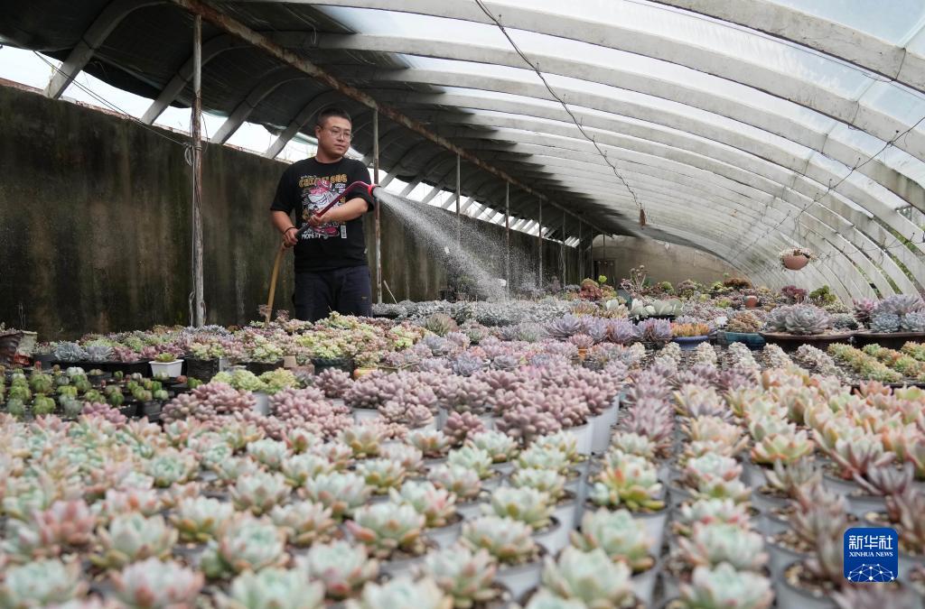 秦皇岛种植致富项目_秦皇岛种植作物_秦皇岛主要种植什么