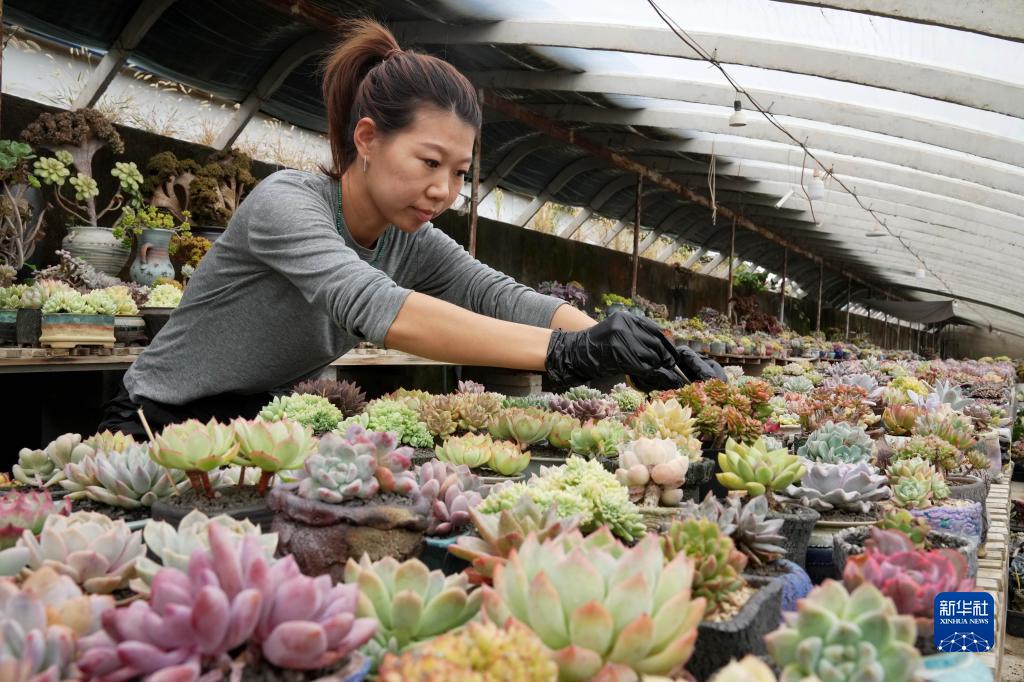 秦皇岛种植作物_秦皇岛种植致富项目_秦皇岛主要种植什么