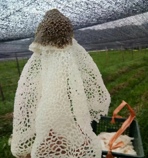 致富种植竹荪视频_种植竹荪赚钱吗_致富经种植竹荪