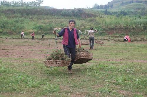 合川报恩村：草皮种植成农民致富的“绿色银行”