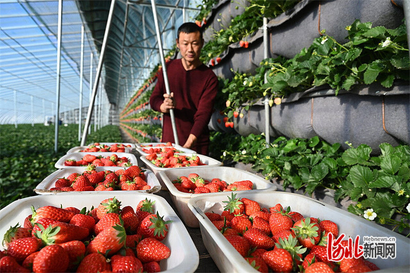 秦皇岛种植结构_秦皇岛种植致富项目_秦皇岛适合种植什么药材