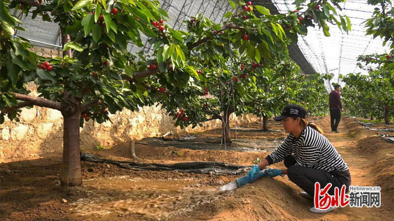 秦皇岛种植结构_秦皇岛适合种植什么药材_秦皇岛种植致富项目