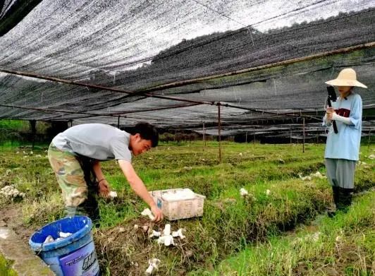 致富经种植竹荪_致富种植竹荪图片_致富种植竹荪怎么样