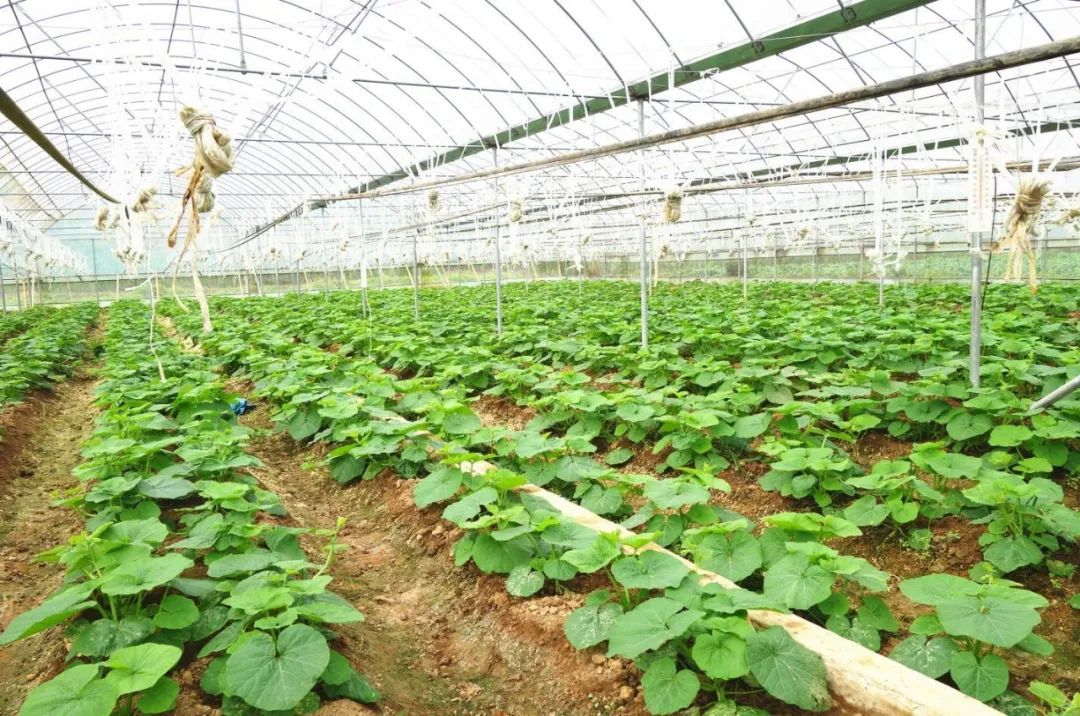 深圳三大蔬菜种植_广东深圳郊区的蔬菜种植_深圳种植蔬菜致富吗