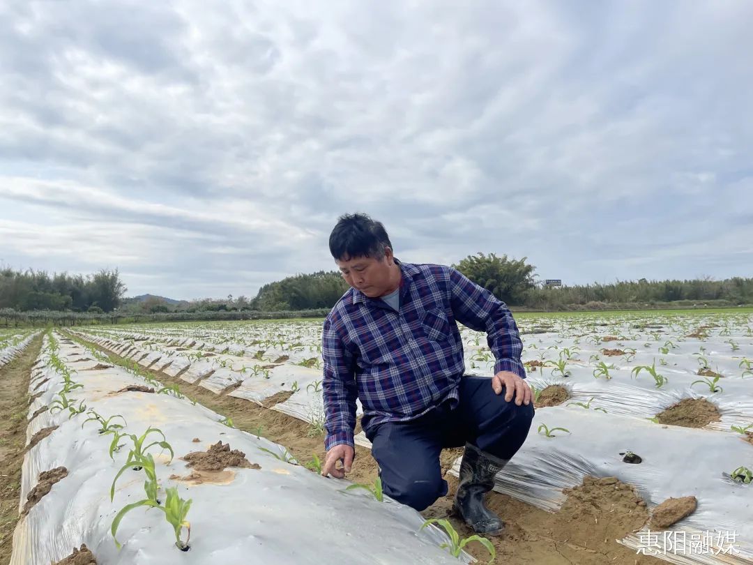 深圳三大蔬菜种植_深圳蔬菜种植基地_深圳种植蔬菜致富吗