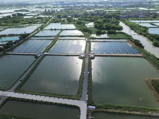 养殖鳙鱼的经济效益_致富经鳙鱼养殖_致富养殖鳙鱼怎么样