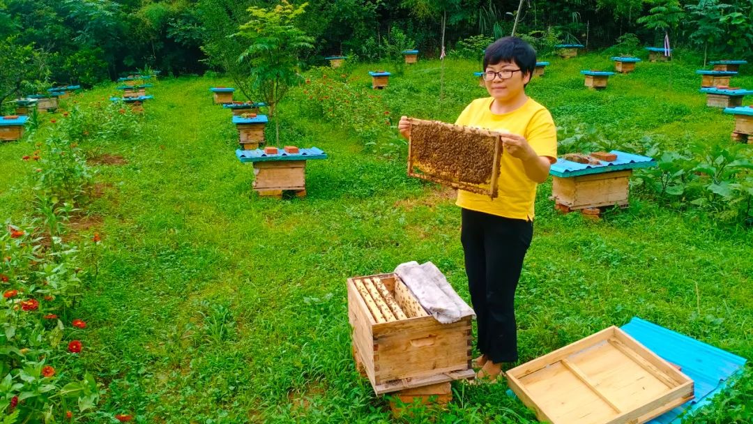 宜昌种植什么_湖北宜昌适合种植什么水果_宜昌种植致富