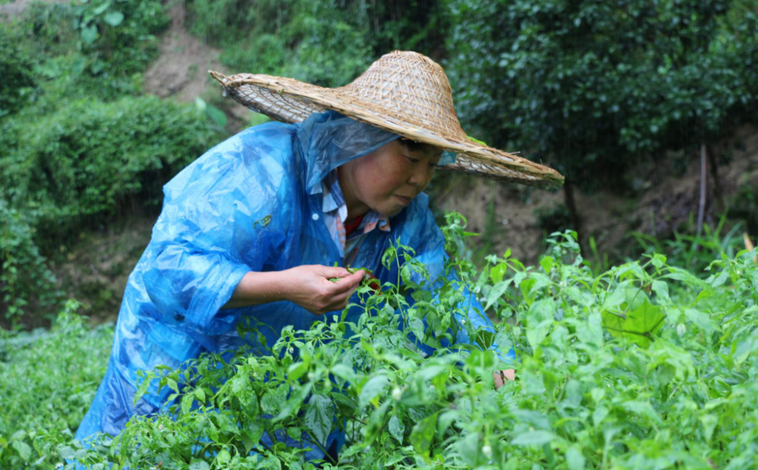 宜昌种植致富_宜昌种植什么_湖北宜昌适合种植什么水果