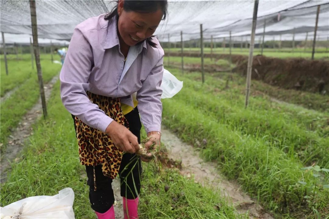 致富种植竹荪图片_致富经种植竹荪_致富种植竹荪视频