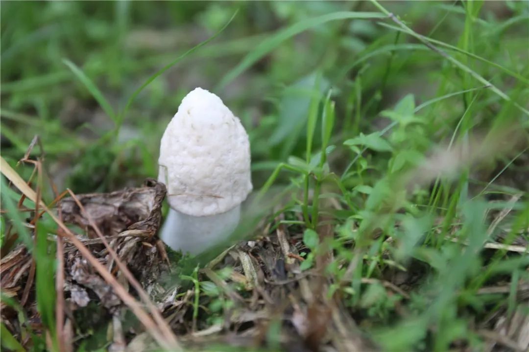 致富种植竹荪图片_致富种植竹荪视频_致富经种植竹荪