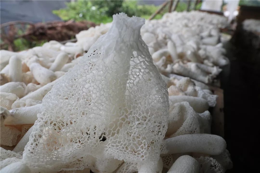 致富种植竹荪视频_致富种植竹荪图片_致富经种植竹荪