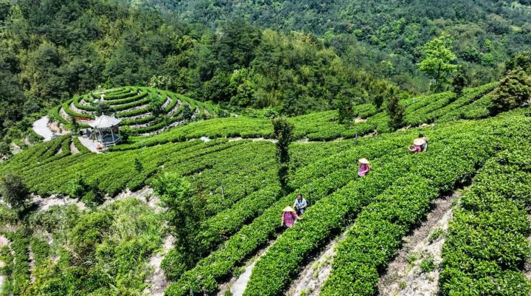 广东深圳郊区的蔬菜种植_深圳种植蔬菜致富吗_深圳种地的菜地