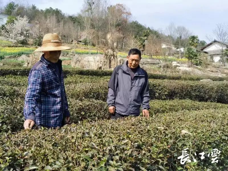 宜昌种植致富_湖北宜昌种植什么农作物_湖北宜昌适合种植什么水果