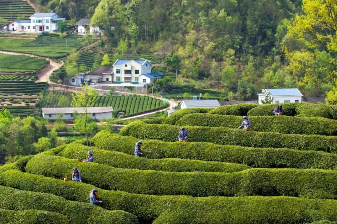 宜昌种植什么_宜昌种植致富_湖北宜昌适合种植什么水果