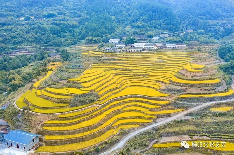 湖北宜昌适合种植什么水果_宜昌种植致富_宜昌种植什么