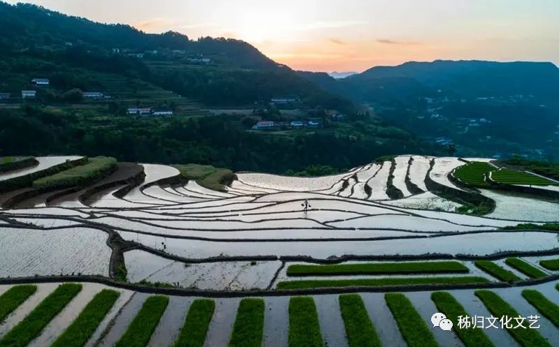 宜昌种植致富_宜昌种植什么_湖北宜昌适合种植什么水果