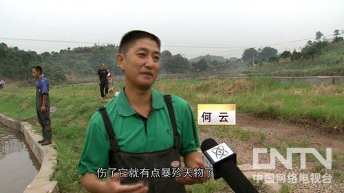 致富养殖鳙鱼视频_养殖鳙鱼的经济效益_致富经鳙鱼养殖