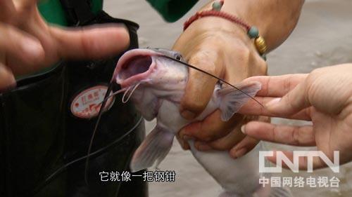 致富经鳙鱼养殖_致富养殖鳙鱼视频_养殖鳙鱼的经济效益