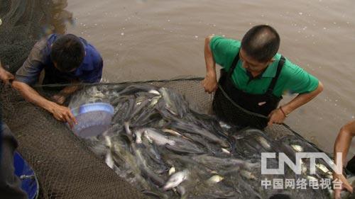 养殖鳙鱼的经济效益_致富养殖鳙鱼视频_致富经鳙鱼养殖