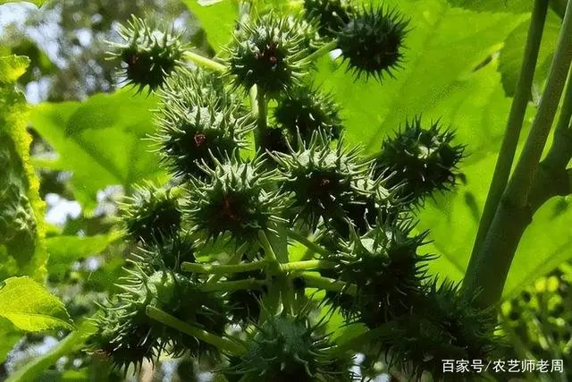 种植蓖麻子有销路能赚钱吗_湖南蓖麻种植致富_湖南蓖麻种植基地