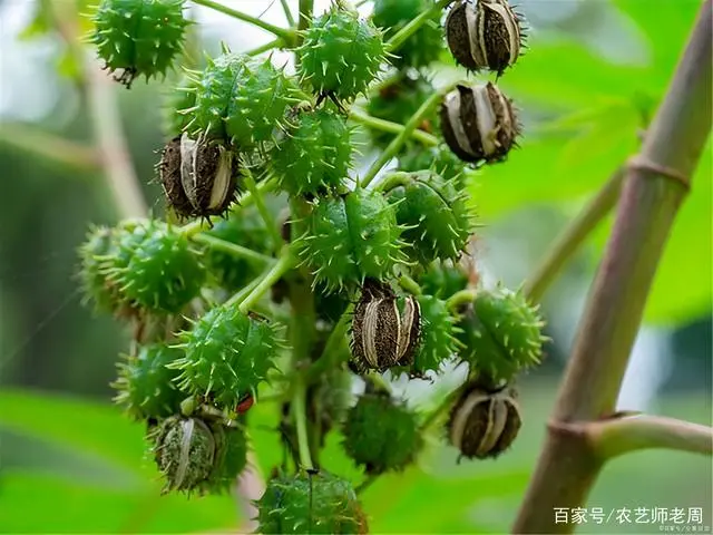 湖南蓖麻种植致富_湖南蓖麻种植基地_种植蓖麻子有销路能赚钱吗