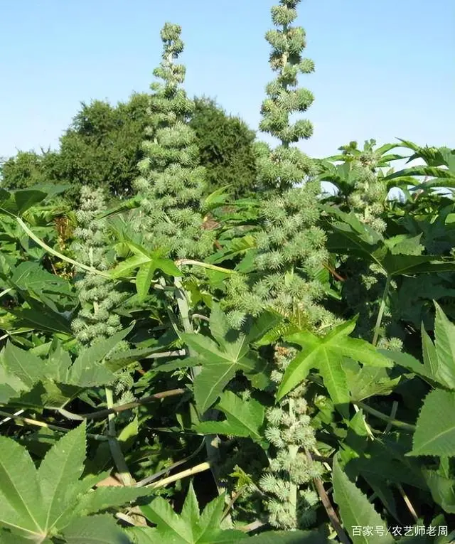 湖南蓖麻种植致富_种植蓖麻子有销路能赚钱吗_湖南蓖麻种植基地