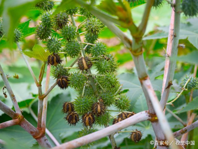 种植蓖麻子国家补贴吗_湖南蓖麻种植致富_湖南蓖麻种植基地