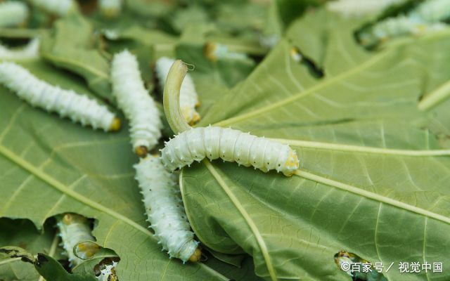 湖南蓖麻种植基地_种植蓖麻子国家补贴吗_湖南蓖麻种植致富