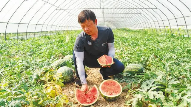 致富种植香瓜方法和技巧_香瓜种植致富方法_致富种植香瓜方法图片