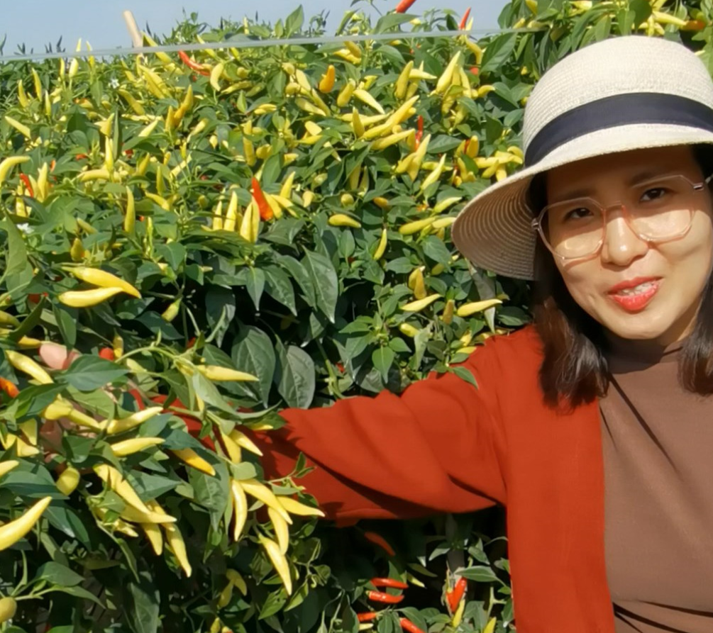 小米辣种植技术视频_小小米辣种植技术_小米辣种苗