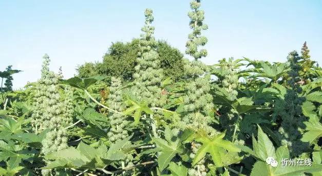 湖南蓖麻种植致富_蓖麻种植项目_种植蓖麻子国家补贴吗