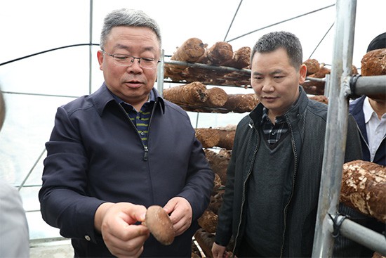 种植蓖麻子国家补贴吗_湖南蓖麻种植致富_种植蓖麻子有销路能赚钱吗