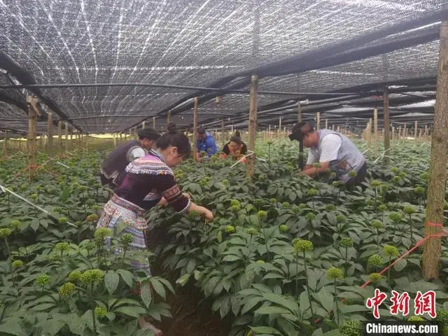 云南三七怎么种植技术_云南种植三七技术条件_云南种植三七技术视频