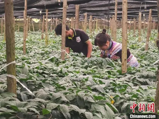 云南种植三七技术条件_云南三七怎么种植技术_云南种植三七技术视频