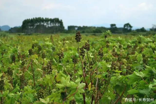 种植蓖麻前景怎么样_湖南蓖麻种植致富_湖南蓖麻种植基地