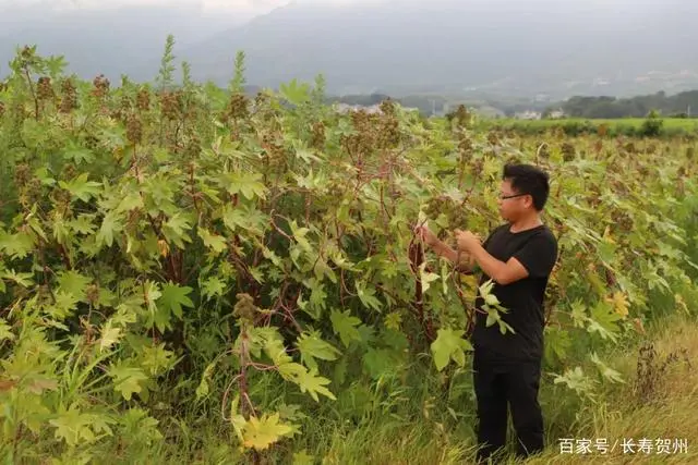 种植蓖麻前景怎么样_湖南蓖麻种植致富_湖南蓖麻种植基地