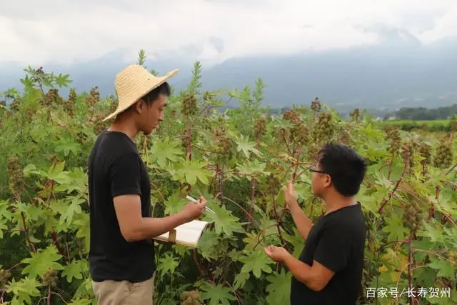 湖南蓖麻种植致富_湖南蓖麻种植基地_种植蓖麻前景怎么样