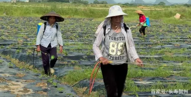 种植蓖麻前景怎么样_湖南蓖麻种植基地_湖南蓖麻种植致富