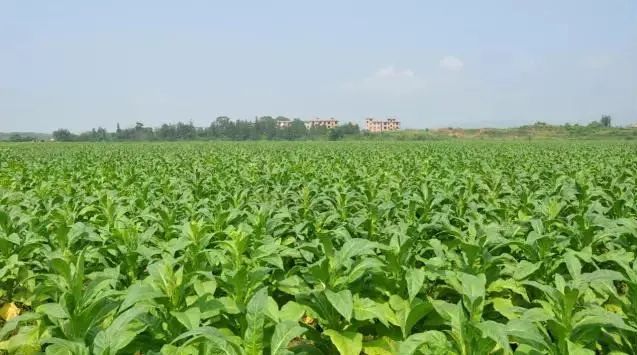 江西种植什么_江西种植什么致富_江西的种植业