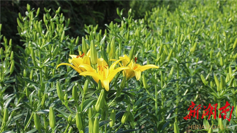 种植经济带动脱贫致富_脱贫致富产业_脱贫攻坚农业种植方面