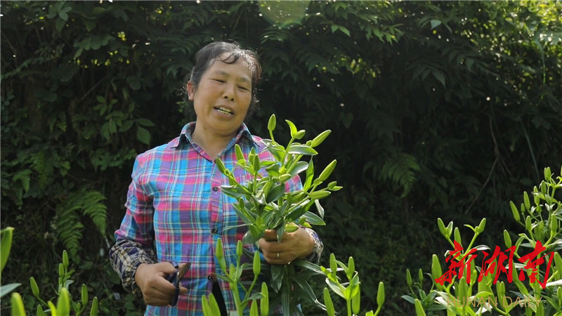 脱贫攻坚农业种植方面_脱贫致富产业_种植经济带动脱贫致富